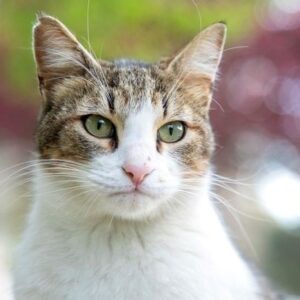 kediler de alzheimer oluyor belirtileri neler lgYzezkh