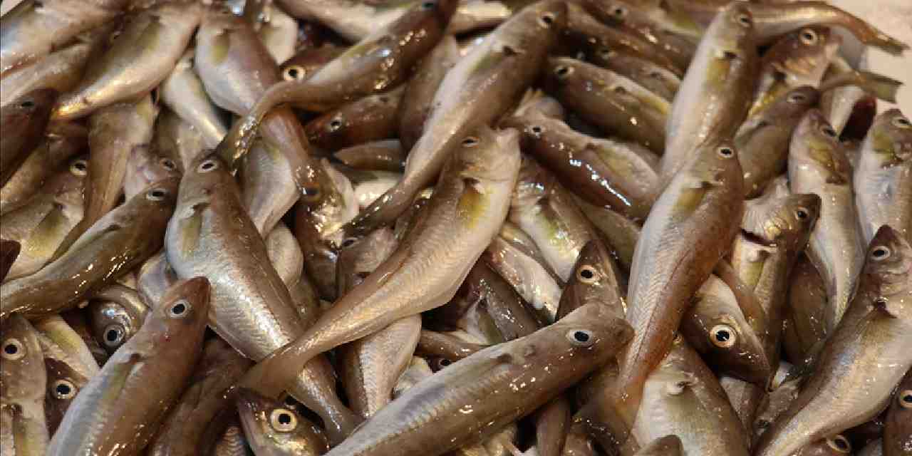 balik cesitleri tezgahlari susluyor iste mezgit istavrit hamsi ve levrek fiyati V724RMtL