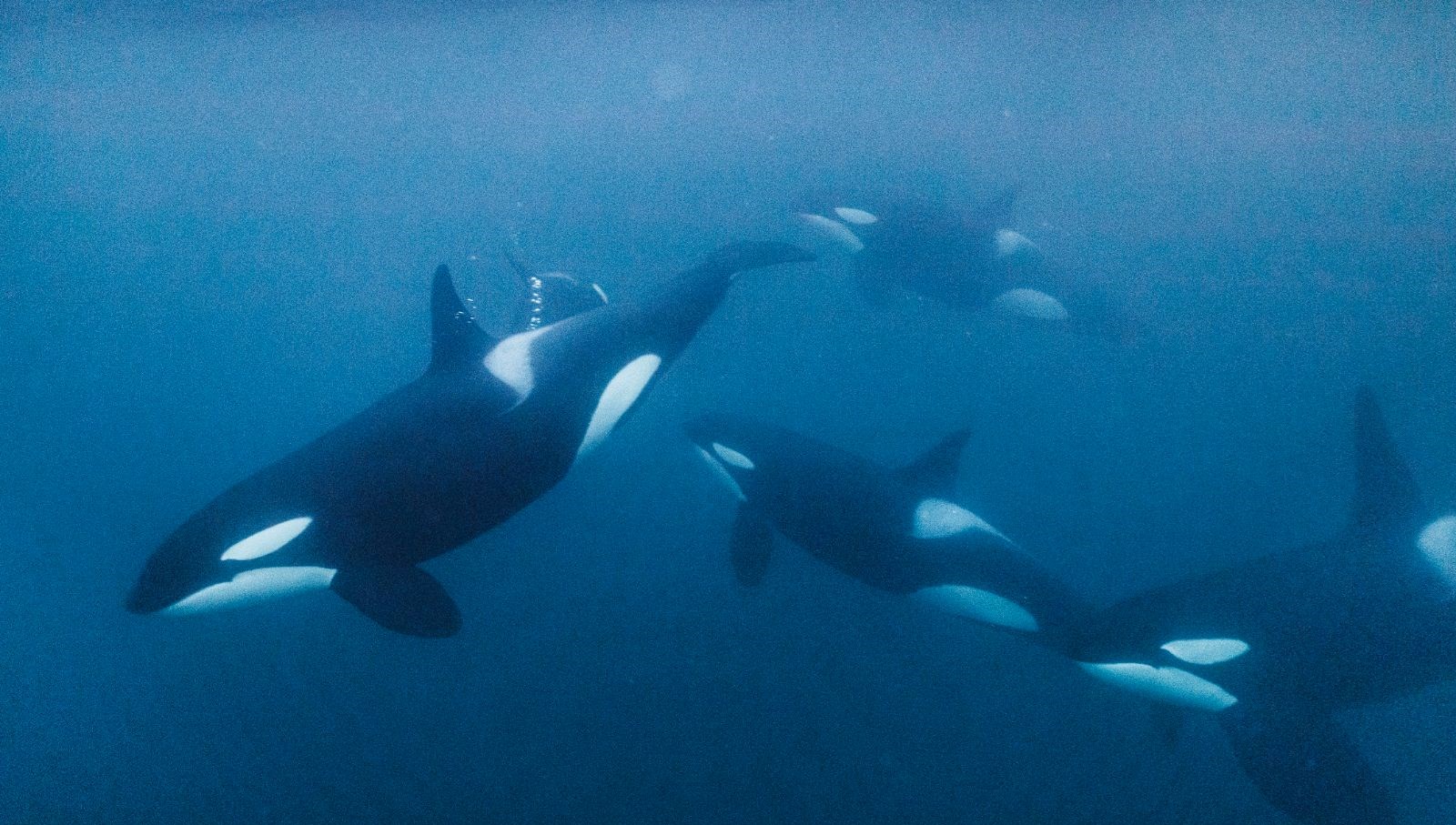 portekiz aciklarinda orka saldirisi 5 kisilik turist botu batti WJGFj3GC