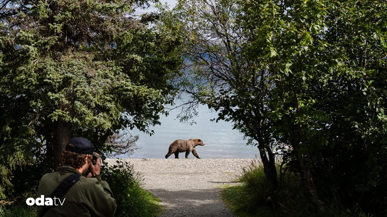 sisman ayi haftasi basladi alaska sampiyonunu ariyor CBCQX6lO