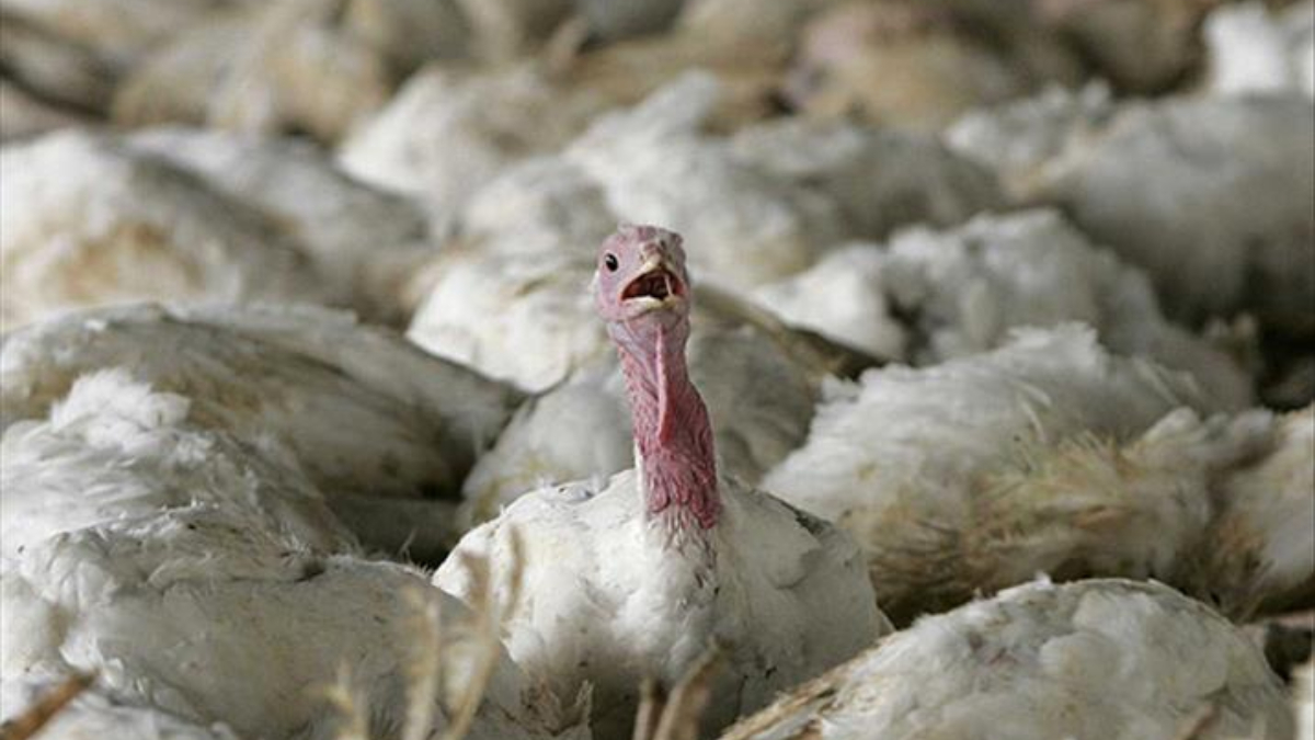 almanyada kus gribi salgini 180 binden fazla kumes hayvani itlaf edildi fhmSadfU.jpg