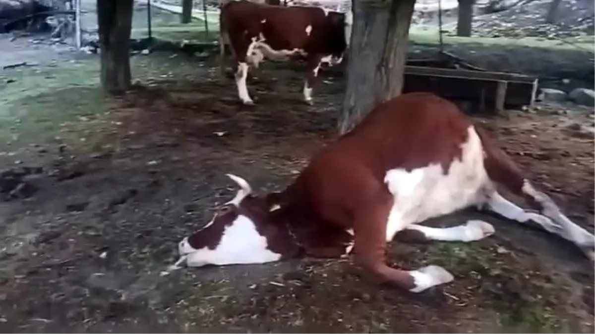 elazigda yildirim dusmesi sonucu 2 inek telef oldu H4npJpnt.jpg