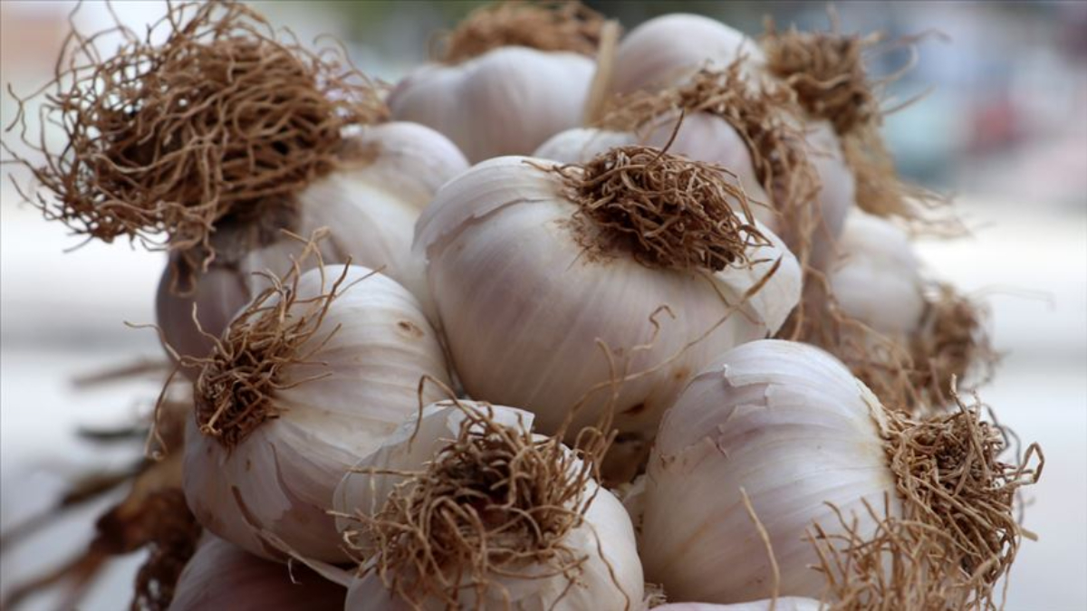 sarimsagin bu kismini atmayin sagliga faydalari bulunuyor u9Esta8c.jpg