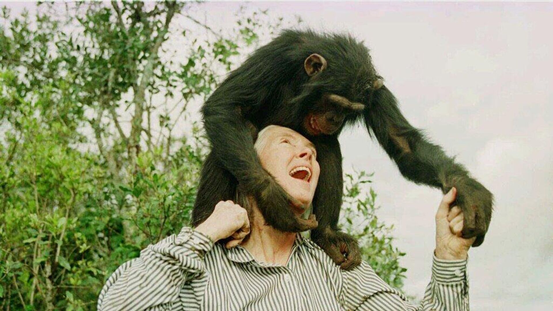 sempanzeler uzerine cigir acan arastirmalariyla taninmisti jane goodall 91 yasinda hayatini kaybetti EILHTMiA