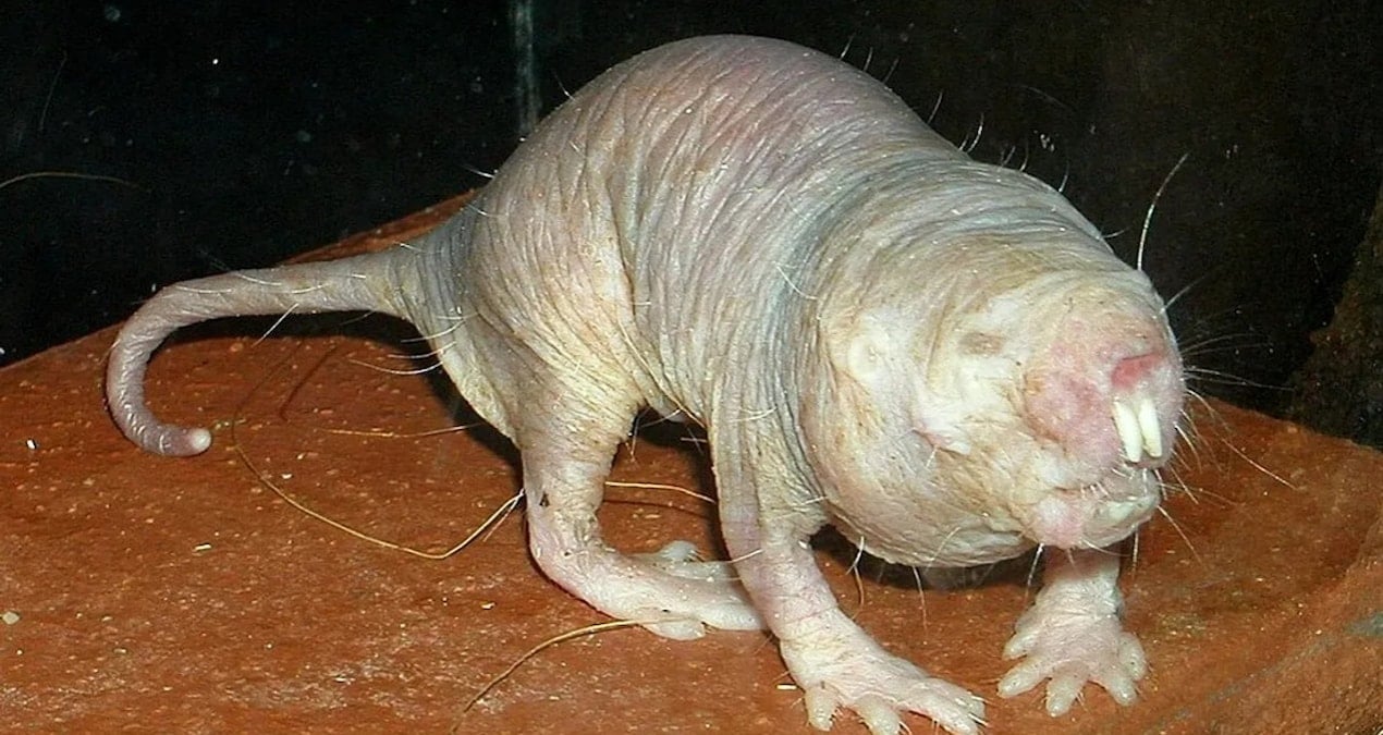 uzun yasamanin sirri farede ortaya cikti KMTLKkUr.jpg