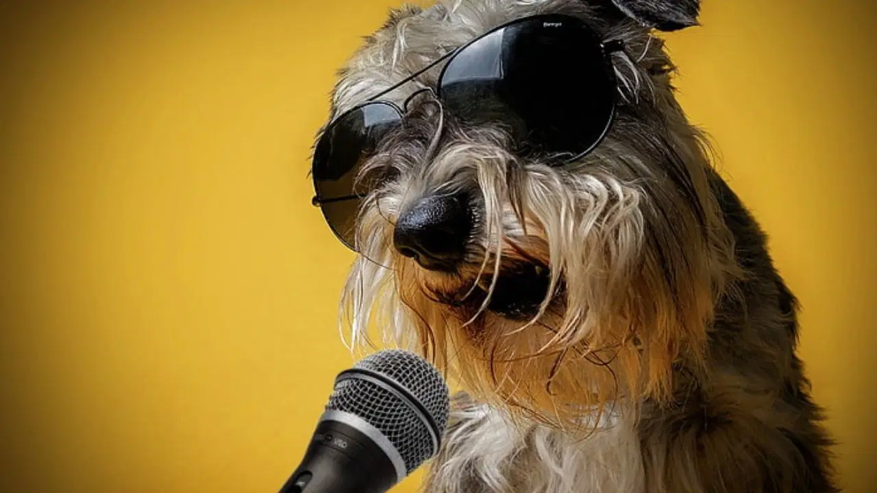 arastirma bilim insanlari kopeklerin konusup konusamayacagini arastirdi kwYreO4a.jpg