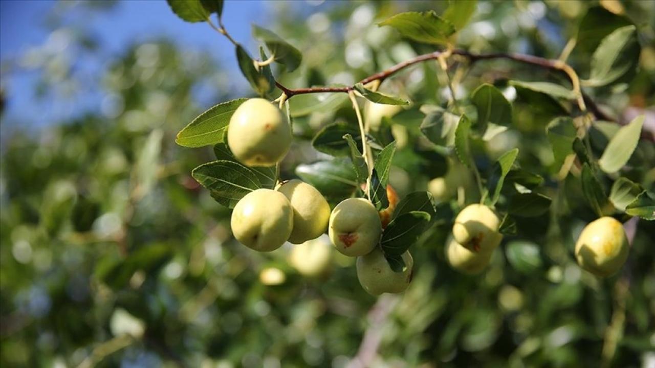 edirnede ciftciler kucuk arazilerini yuksek gelirli hunnap uretimiyle degerlendiriyor P78yNOKg.jpg