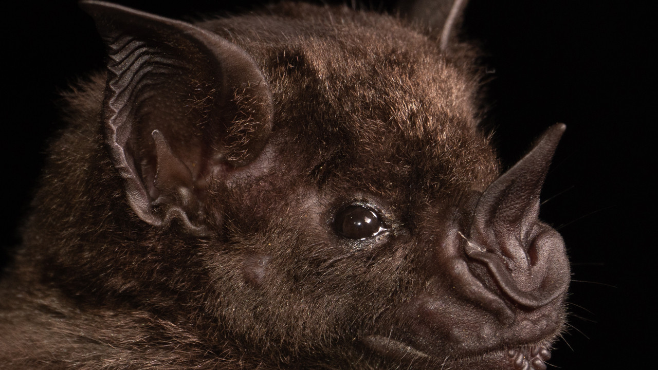 yeni koronavirus salgini alarmi basrolde yine yarasalar var XKq9Tlr7.jpg