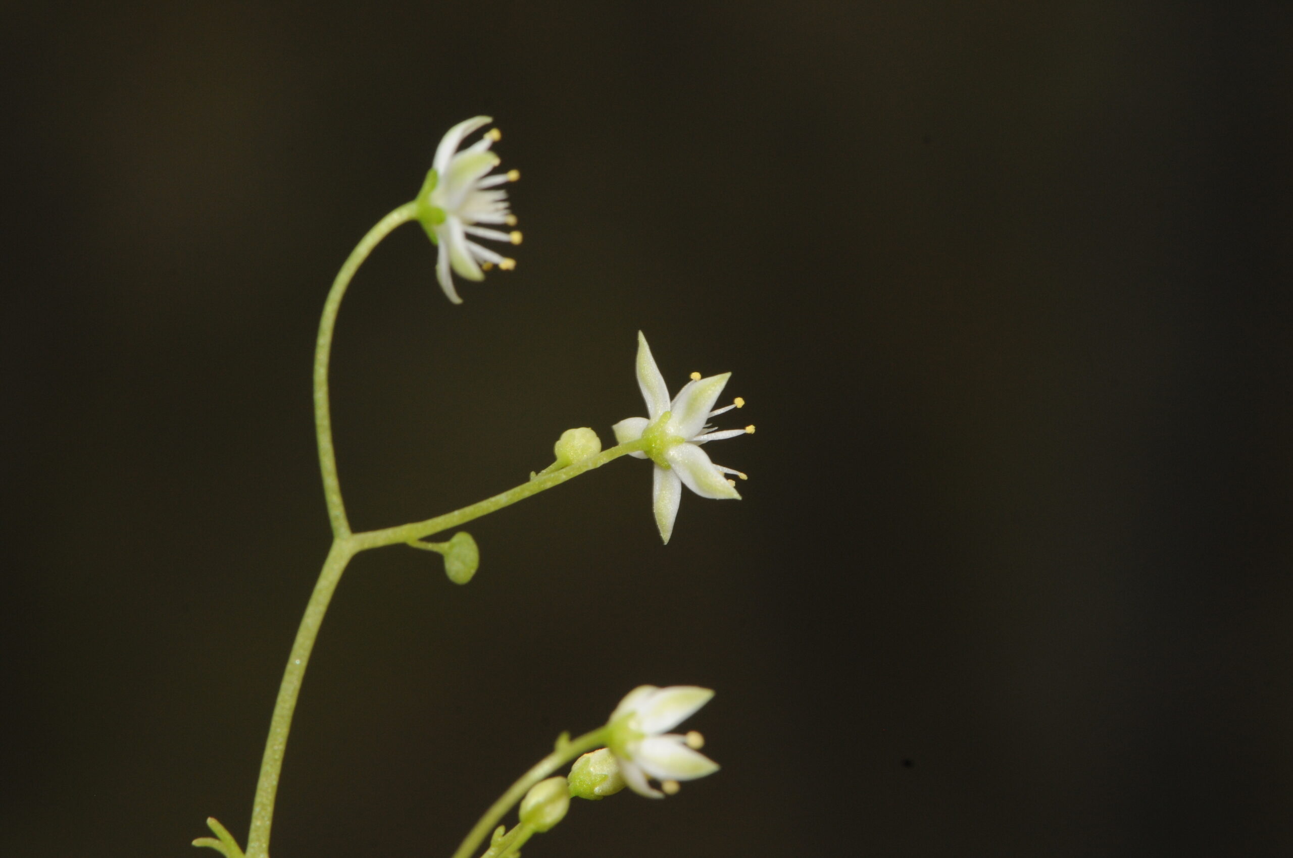 İzmir’de endemik bitki türü keşfedildi
