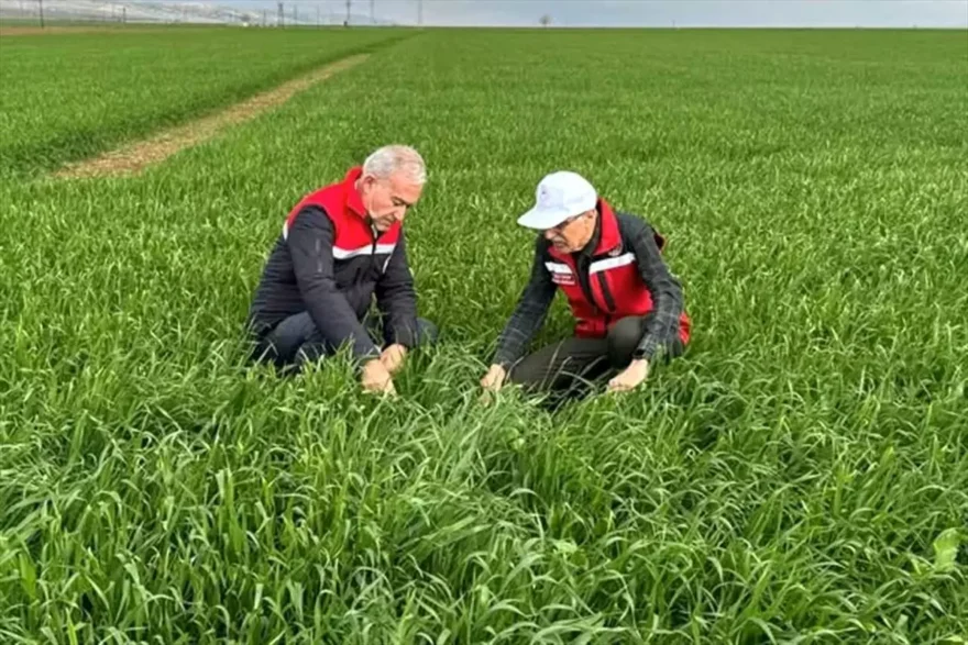 Araban’da Tahıl Alanları İnceleniyor