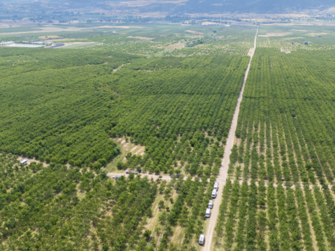 Sinirlari kaldirinca koyun kaderi degisti uretim 30 kat artti msJ4Shxn